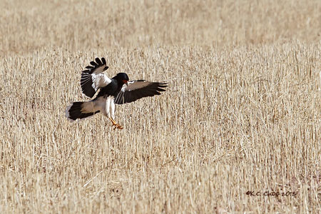 Mountain Caracara