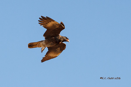 Mountain Caracara