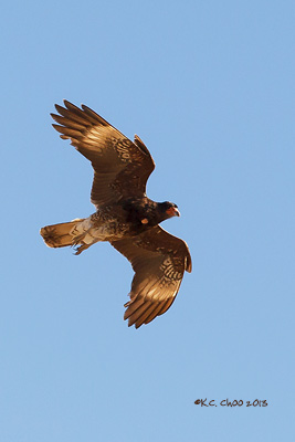 Mountain Caracara
