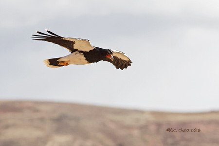 Mountain Caracara