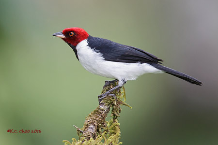 Red-capped Cardinal