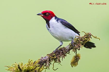 Red-capped Cardinal