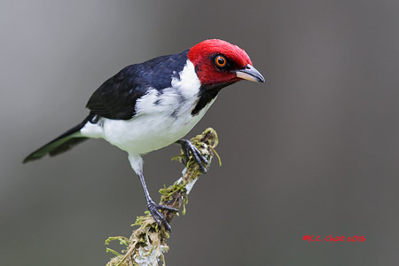 Red-capped Cardinal