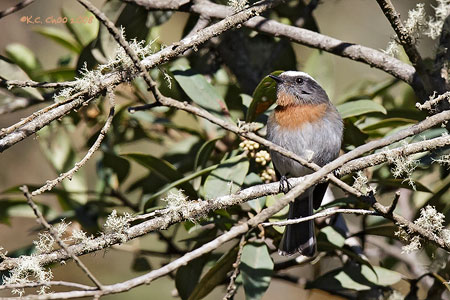 Rufous-breasted Chat-Tyrant