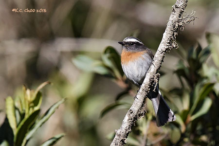Rufous-breasted Chat-Tyrant