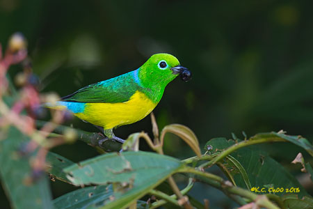 Blue-naped Chlorophonia