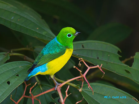 Blue-naped Chlorophonia
