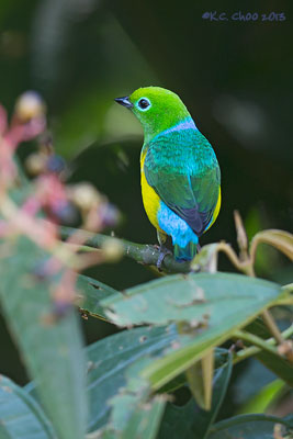 Blue-naped Chlorophonia
