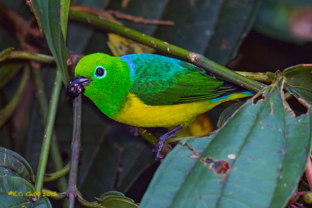 Blue-naped Chlorophonia