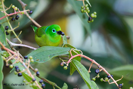 Blue-naped Chlorophonia