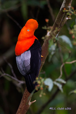 Andean Cock-of-the-Rock