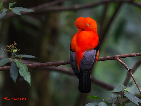 Andean Cock-of-the-Rock