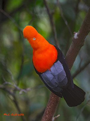 Andean Cock-of-the-Rock