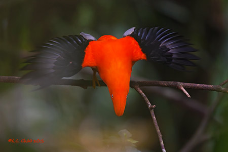 Andean Cock-of-the-Rock