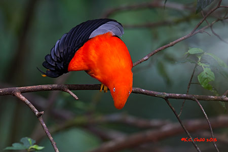 Andean Cock-of-the-Rock