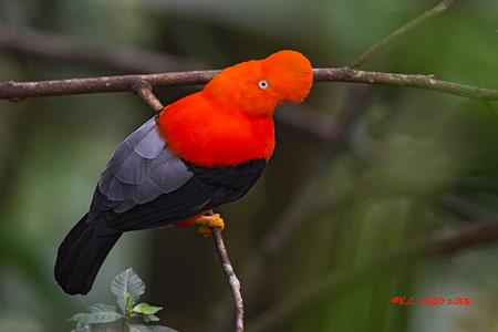 Andean Cock-of-the-Rock