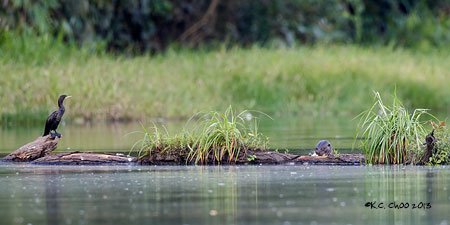 Neotropic Cormorant