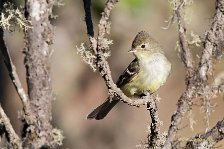 Sierran Elaenia