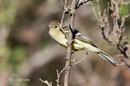 Sierran Elaenia