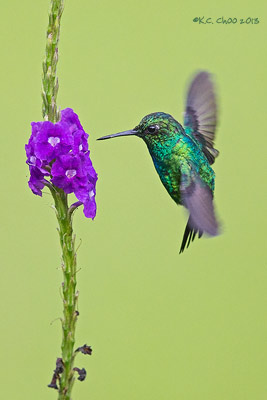 Blue-tailed Emerald