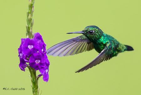Blue-tailed Emerald