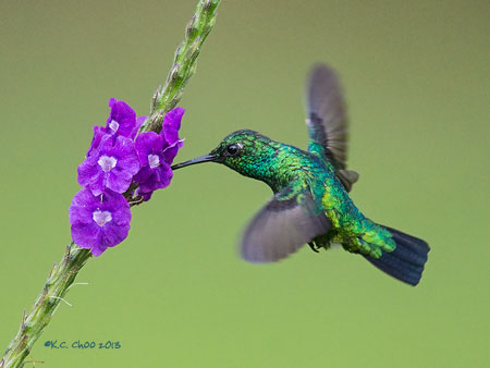 Blue-tailed Emerald