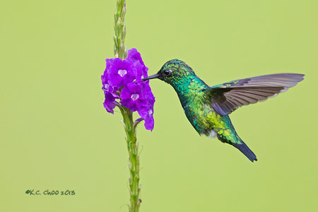 Blue-tailed Emerald