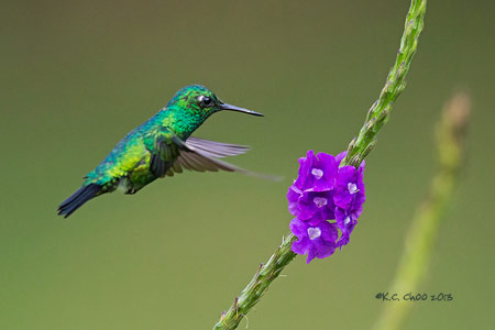 Blue-tailed Emerald