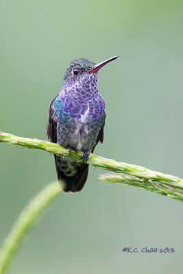 Sapphire-spangled Emerald