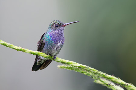 Sapphire-spangled Emerald