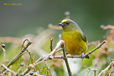 Bronze-green Euphonia