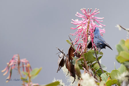 Masked Flowerpiercer