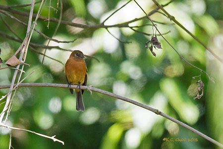 Cinnamon Flycatcher