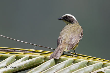 Grey-capped Flycatcher