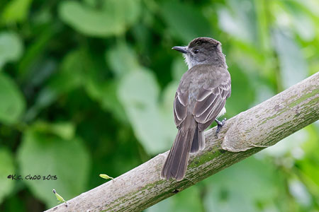 Short-crested Flycatcher