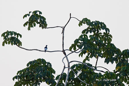 Bare-necked Fruit Crow