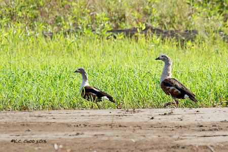 Orinoco Goose
