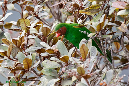 Grass-green Tanager