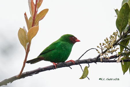Grass-green Tanager
