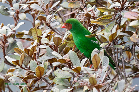 Grass-green Tanager