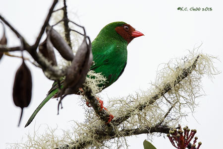 Grass-green Tanager