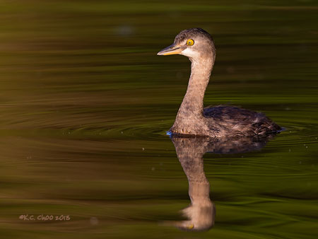 Least Grebe