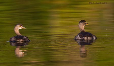 Least Grebe