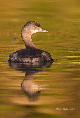 Least Grebe