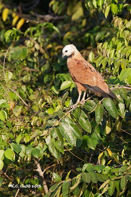 Black-collared Hawk