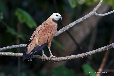 Black-collared Hawk