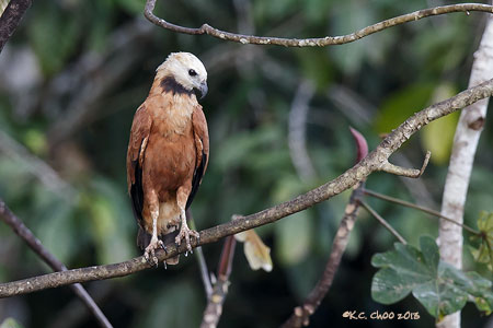 Black-collared Hawk