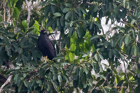 Great-black Hawk