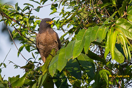 Roadside Hawk