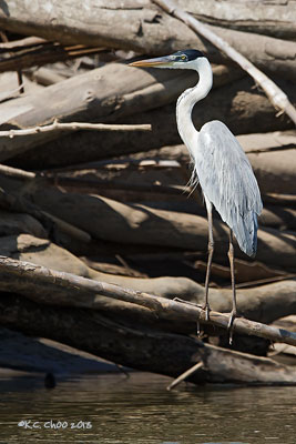 Cocoi Heron